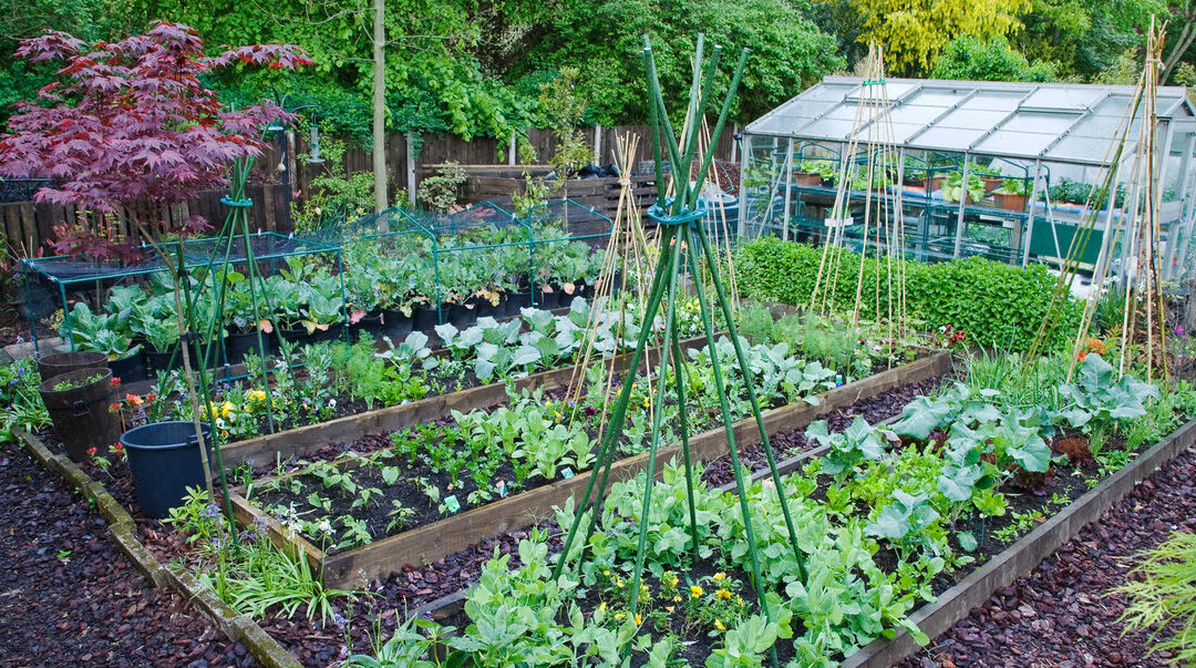 Thankful for Farmers and Gardeners