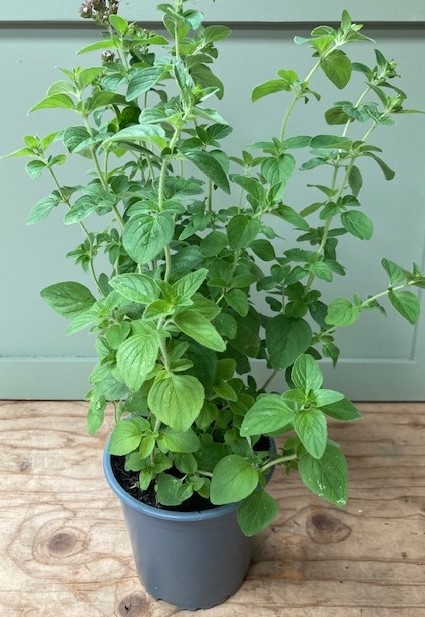 Sweet Marjoram