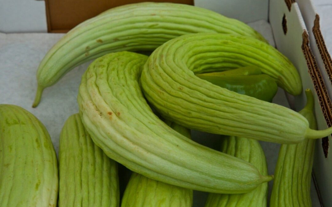 Armenian Cucumbers: Crisp, Cool & Refreshing