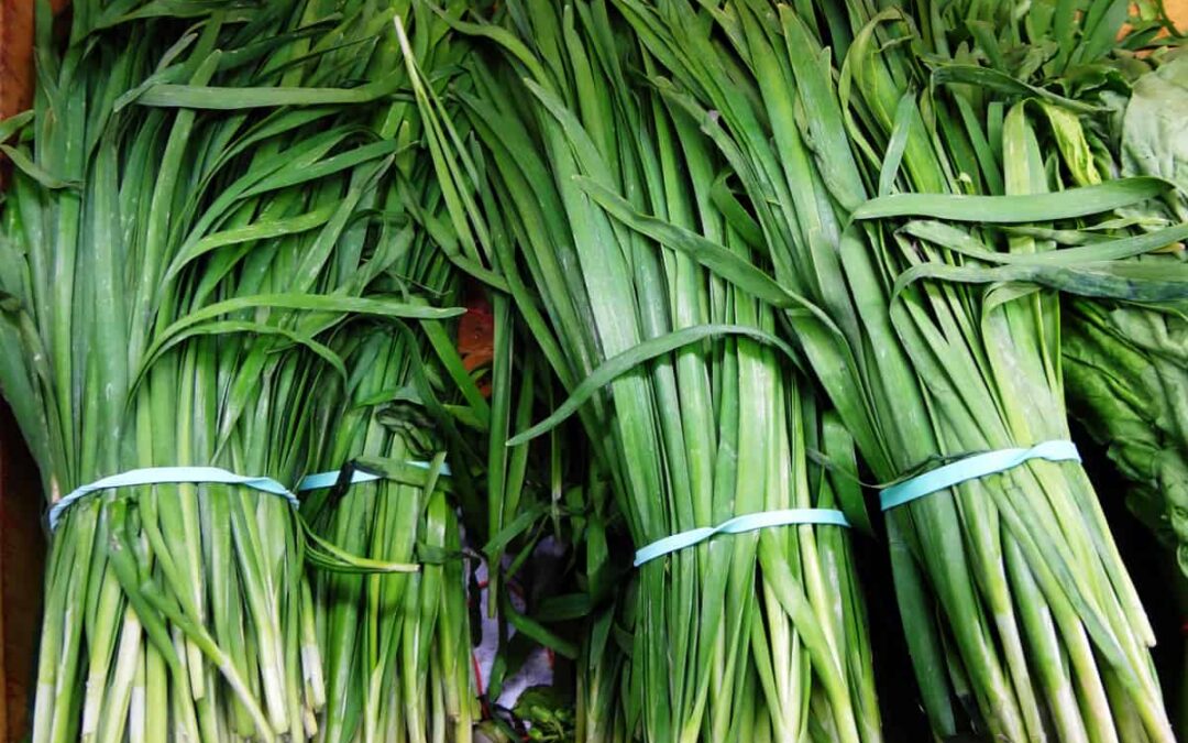 Korean Chives (Buchu)
